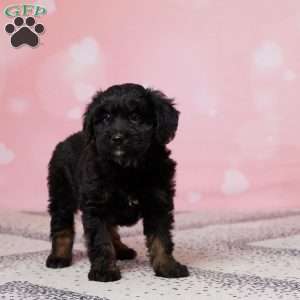 Lacy, Mini Bernedoodle Puppy